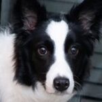 温泉旅行中、子どもたちの喧嘩が勃発→空気を察した犬が…あまりにも賢い『まさかの行動』が158万表示「また始まったでって顔ｗ」「偉い」の声(ブログ)