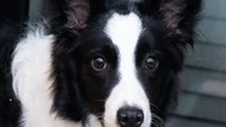 温泉旅行中、子どもたちの喧嘩が勃発→空気を察した犬が…あまりにも賢い『まさかの行動』が158万表示「また始まったでって顔ｗ」「偉い」の声(ブログ)