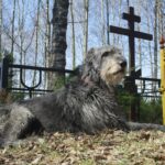 犬は『飼い主の死』を理解してる？愛犬が辛そうに見える理由や亡くなった後にみせる行動まで(ブログ)