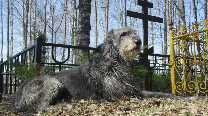 犬は『飼い主の死』を理解してる？愛犬が辛そうに見える理由や亡くなった後にみせる行動まで(ブログ)