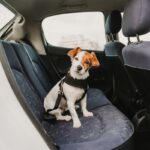 犬が車の中で『ソワソワする』理由４つ　愛犬にリラックスしてもらうために飼い主ができること(ブログ)