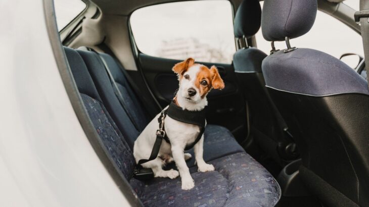 犬が車の中で『ソワソワする』理由４つ　愛犬にリラックスしてもらうために飼い主ができること(ブログ)