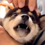 赤ちゃん犬を飼って1年が経過→初めてだらけの暮らしを記録した『尊い軌跡』が4万再生「何回も見ちゃいました」「感動した」と称賛の声(ブログ)