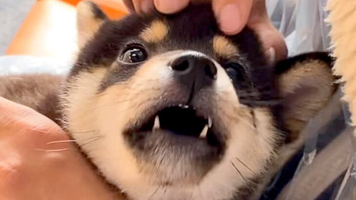 赤ちゃん犬を飼って1年が経過→初めてだらけの暮らしを記録した『尊い軌跡』が4万再生「何回も見ちゃいました」「感動した」と称賛の声(ブログ)