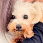 6年間繁殖犬として過ごし、声帯除去された犬→保護はうつ病の発症も…苦難を乗り越えた『現在の姿』が14万再生「幸せになって」とエールの声も(ブログ)