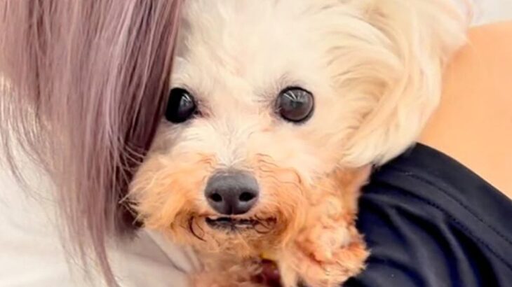 6年間繁殖犬として過ごし、声帯除去された犬→保護はうつ病の発症も…苦難を乗り越えた『現在の姿』が14万再生「幸せになって」とエールの声も(ブログ)