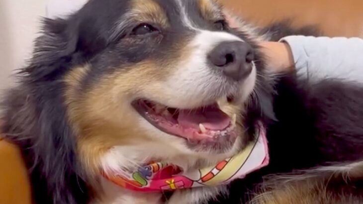 男の子が『生まれてきてくれてありがとう』と大型犬に伝えたら、次の瞬間…泣けてくるほど『尊い光景』が226万再生「愛が詰まってる」と反響(ブログ)