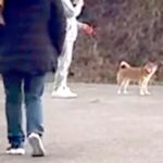 渋々散歩する犬の前に『大好きな人が急に現れたらどうなるのか』検証した結果…『予想以上の反応』が161万再生「シッポ可愛すぎる…」と悶絶(ブログ)
