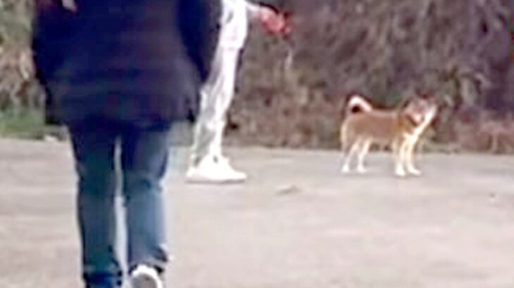 渋々散歩する犬の前に『大好きな人が急に現れたらどうなるのか』検証した結果…『予想以上の反応』が161万再生「シッポ可愛すぎる…」と悶絶(ブログ)