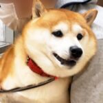 病院から必死に逃げる犬→簡単に捕まってしまい…大嫌いな『絶望のお注射タイム』と終わった後の行動が52万再生「ヘタレ可愛い」「帰るの早ｗ」(ブログ)