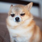 犬の涙やけが悪化する『絶対NG行為』4選　普段からできるおすすめのお手入れ方法まで(ブログ)