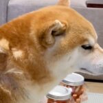 『体のどこに隠し持ってたんだ…』犬に換毛期が訪れた結果→衝撃的な『理不尽すぎる抜け毛』に大反響「癖になる」「むしりたい」と84万再生(ブログ)