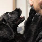 愛犬が『飼い主に飛びついてくる』3つの理由　飛びつくのはやめさせたほうがいい？改善方法まで(ブログ)
