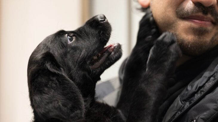 愛犬が『飼い主に飛びついてくる』3つの理由　飛びつくのはやめさせたほうがいい？改善方法まで(ブログ)