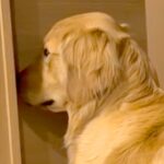 夜、お散歩の催促をする大型犬→お父さんに向かって…絶対に断れない『圧をかけまくる光景』が56万再生「感情ダダ漏れｗ」「無視できない目力」(ブログ)