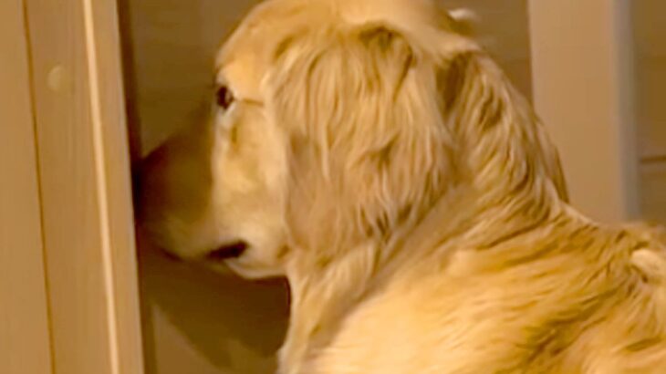 夜、お散歩の催促をする大型犬→お父さんに向かって…絶対に断れない『圧をかけまくる光景』が56万再生「感情ダダ漏れｗ」「無視できない目力」(ブログ)