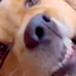 『ヘアゴム』が大好きな大型犬→遊んでいたら顔に食い込んでしまい…まさかの『衝撃的な表情』に爆笑「遊び方斬新で草」「可愛いｗｗ」の声(ブログ)