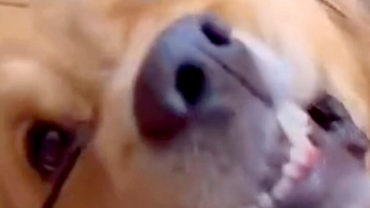 『ヘアゴム』が大好きな大型犬→遊んでいたら顔に食い込んでしまい…まさかの『衝撃的な表情』に爆笑「遊び方斬新で草」「可愛いｗｗ」の声(ブログ)