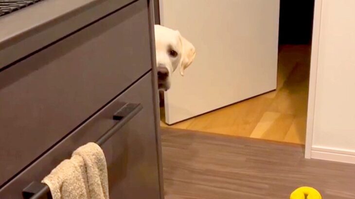 キッチンにオモチャを取りに来た大型犬→なぜか取らずに固まってしまい…まさかの『律儀すぎる光景』に「困り顔ｗ」「ルール守って偉い」と絶賛(ブログ)