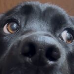 玄関にいた大型犬→声をかけた結果…絶対に何かをした『アニメのような表情』に3万いいね「分かりやす過ぎるｗ」「やらかした顔で草」と爆笑(ブログ)