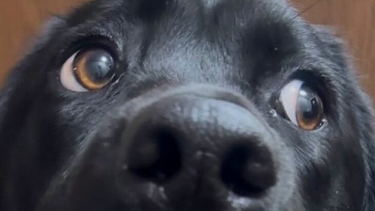 玄関にいた大型犬→声をかけた結果…絶対に何かをした『アニメのような表情』に3万いいね「分かりやす過ぎるｗ」「やらかした顔で草」と爆笑(ブログ)