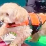 犬がボードを乗り継ごうとした結果→まさかのピンチに…必死に頑張る光景が可愛すぎると9万いいね集まる「一生懸命で偉い」「とても良い」の声(ブログ)
