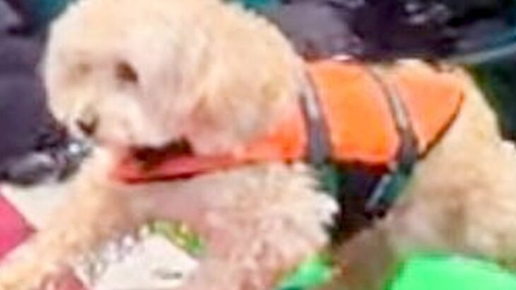 犬がボードを乗り継ごうとした結果→まさかのピンチに…必死に頑張る光景が可愛すぎると9万いいね集まる「一生懸命で偉い」「とても良い」の声(ブログ)