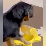 『回すとごはんが出るオモチャ』で遊ぶ犬…あまりにも『プロすぎる手つき』がジワジワくると297万再生「何度も見ちゃうｗ」「スロットで草」(ブログ)