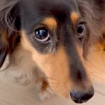 『あ、なんかやらかしたな…』犬が悪いことをした結果→あまりにも分かりやすすぎる態度が3000万表示「気まずそうｗ」「自供してて草」と爆笑(ブログ)