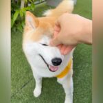 『目ヤニ取ろう』犬にちょっとしたイタズラをしてみたら…まさかの『心が広すぎる反応』が50万再生「笑ったｗ」「定位置に戻るの可愛い」(ブログ)
