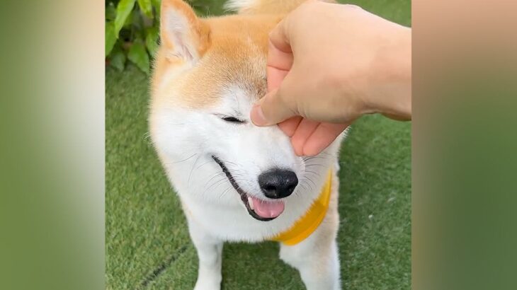 『目ヤニ取ろう』犬にちょっとしたイタズラをしてみたら…まさかの『心が広すぎる反応』が50万再生「笑ったｗ」「定位置に戻るの可愛い」(ブログ)