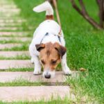 犬がお散歩中にする行動に隠された『4つの心理』　愛犬の安全を守るために知っておくべきこととは(ブログ)
