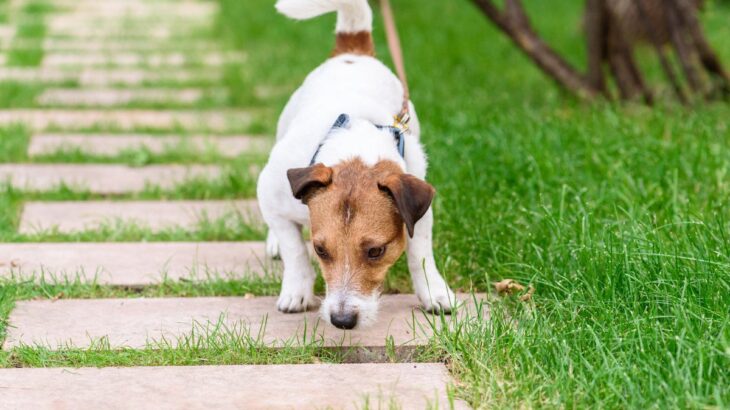 犬がお散歩中にする行動に隠された『4つの心理』　愛犬の安全を守るために知っておくべきこととは(ブログ)