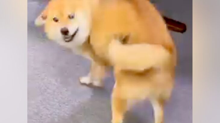 いつも塩対応な犬が『大好きなおじいちゃんおばあちゃんと再会した』結果→180度違う『まさかの態度』が16万再生「大興奮ｗ」「純粋すぎる」(ブログ)