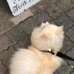 散歩中、アルバイト募集の看板を見た犬が…『バイトすんの？』見つけた瞬間の『まさかの光景』に6万いいね集まる「まかない見てて草」と爆笑(ブログ)