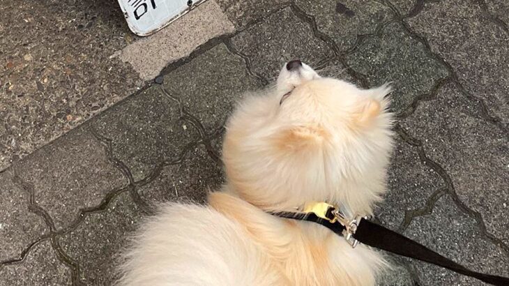 散歩中、アルバイト募集の看板を見た犬が…『バイトすんの？』見つけた瞬間の『まさかの光景』に6万いいね集まる「まかない見てて草」と爆笑(ブログ)