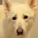 『お散歩できる』と勘違いした大型犬→一緒に行けないと伝えた結果…感情ダダ漏れな『切なすぎる反応』が432万再生「眉毛下がるの可愛すぎｗ」(ブログ)