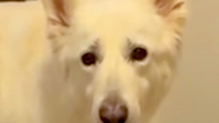 『お散歩できる』と勘違いした大型犬→一緒に行けないと伝えた結果…感情ダダ漏れな『切なすぎる反応』が432万再生「眉毛下がるの可愛すぎｗ」(ブログ)