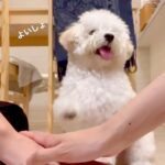 『犬の前で手を重ねたら、一緒にやってくれるか』チャレンジした結果…完全にマスターし『大喜びする光景』に「めっちゃ尊い」「たまらん」の声(ブログ)