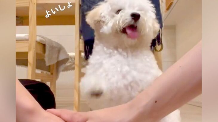『犬の前で手を重ねたら、一緒にやってくれるか』チャレンジした結果…完全にマスターし『大喜びする光景』に「めっちゃ尊い」「たまらん」の声(ブログ)