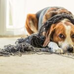 犬の『寿命が短くなる』絶対NG行為5選　愛犬を短命にする飼い主の危険行為とは(ブログ)