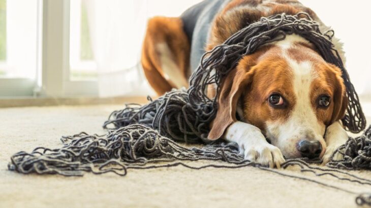 犬の『寿命が短くなる』絶対NG行為5選　愛犬を短命にする飼い主の危険行為とは(ブログ)