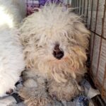 毛が伸びて固まってしまった『ガリガリ犬』を保護…トリミングした結果→まるで別犬のような姿と『泣ける結末』に「今までの分幸せに」の声(ブログ)