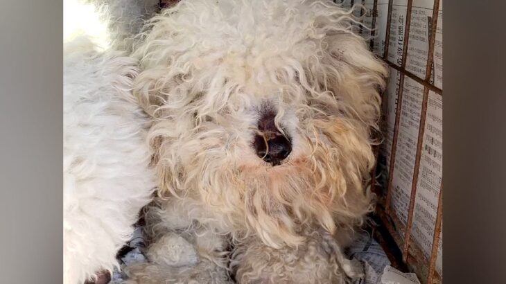 毛が伸びて固まってしまった『ガリガリ犬』を保護…トリミングした結果→まるで別犬のような姿と『泣ける結末』に「今までの分幸せに」の声(ブログ)