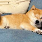 眠たくなってしまった１歳の女の子→ソファでくつろぐ豆柴犬が…優しい世界すぎる『おしりを貸してあげる光景』が34万再生「愛おしい」と絶賛(ブログ)