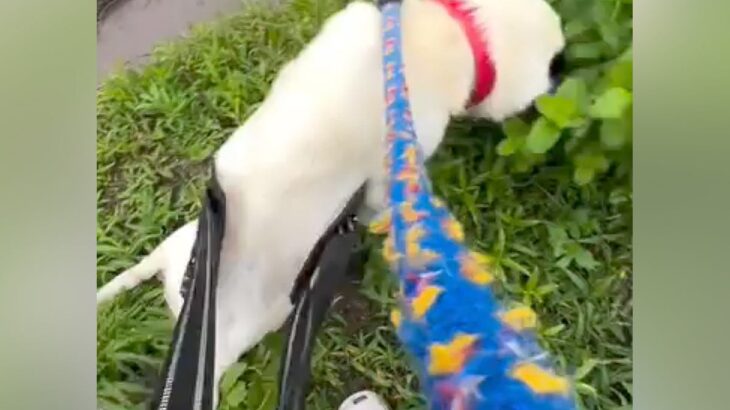 10年間、鎖に繋がれ続けて『下半身不随』になった犬を保護…信じられない『奇跡的な現在の姿』に涙「愛情とお世話の賜物」「幸せそう」の声(ブログ)