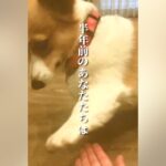 『お手が上手な２匹の犬』飼い主がやりすぎてしまった結果…半年後→まさかの『ショッキングな光景』に「凹むｗｗ」「展開に笑った」と反響(ブログ)