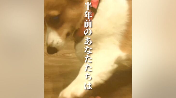 『お手が上手な２匹の犬』飼い主がやりすぎてしまった結果…半年後→まさかの『ショッキングな光景』に「凹むｗｗ」「展開に笑った」と反響(ブログ)