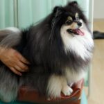 犬が『腰を痛めている』ときにみせる行動4つ　腰痛を引き起こす原因から飼い主にできる対処法まで(ブログ)