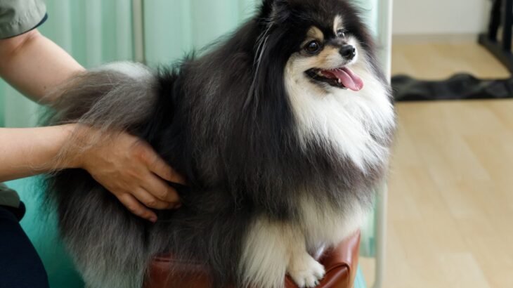犬が『腰を痛めている』ときにみせる行動4つ　腰痛を引き起こす原因から飼い主にできる対処法まで(ブログ)